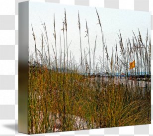 Phragmites - Grass - Creative Grassland Transparent PNG