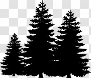 Pine Tree Fir Clip Art - Stencil - Cypres Transparent PNG