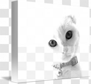 Kitten Whiskers - Mammal Transparent PNG