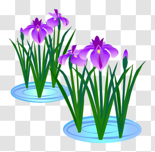 Flower - Purple Irises In Water Transparent PNG