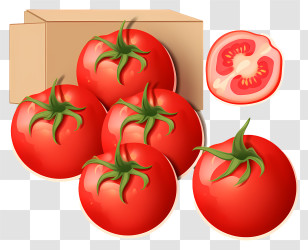 Fresh Tomatoes - Fresh Red Tomatoes And Sliced Tomato Transparent PNG