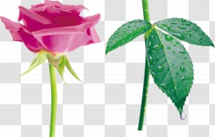 Beach Rose China Family Garden Roses Still Life: Pink - Flowerpot - Cadillac Cliparts Transparent PNG