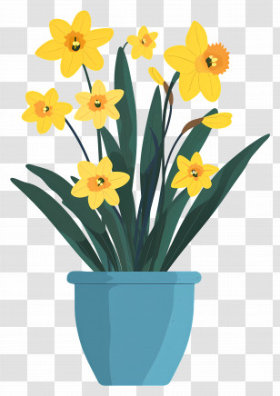 Yellow Flowers - Potted Yellow Daffodils In Full Bloom Transparent PNG