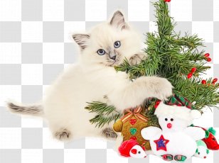 Christmas Tree - Ragdoll - Decoration Transparent PNG