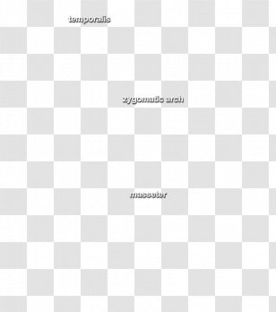 Java Platform, Standard Edition Programmer Oracle Corporation - Area Transparent PNG