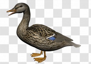 Duck Clip Art - Image Transparent PNG