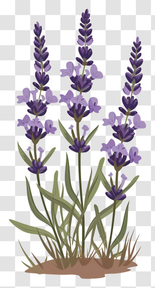 Lavender - Lavender Plant With Purple Flowers Illustration Transparent PNG