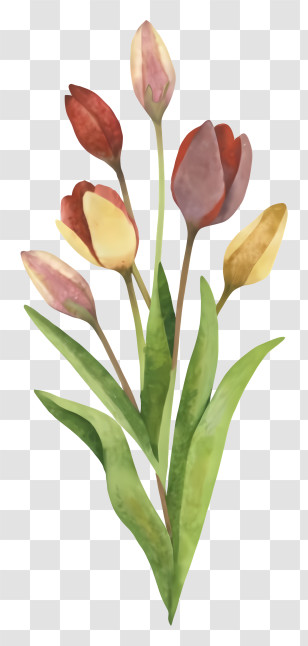 Envelope - Watercolor Tulip Flower Illustration Transparent PNG