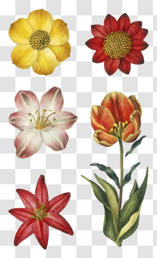 Watercolor Paintings - Realistic Flower Illustrations With Various Blooms Transparent PNG