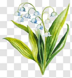 Watercolor Flowers - Lily Of The Valley With Green Leaves Transparent PNG