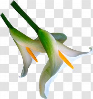 Flower Plant Stem Orchids Advertising 0 - Sponsor Transparent PNG