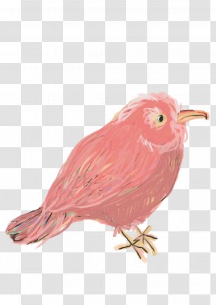 Beak Finches Fauna Feather - Zou Map Transparent PNG