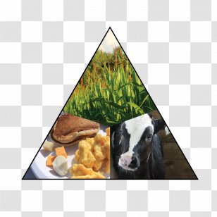 Cattle Goat Livestock Animal Snout - Land Animals Transparent PNG