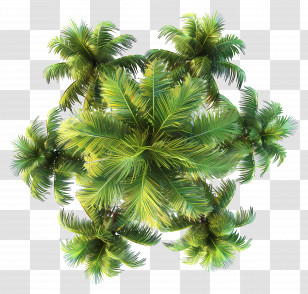 Coconut Tree Top View - Green Tropical Palm Trees Transparent PNG