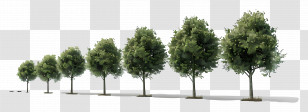 Trees - Row Of Green Trees Transparent PNG