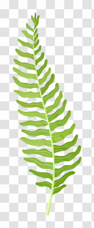 Fern Leaves - Green Tropical Leaf Design Transparent PNG