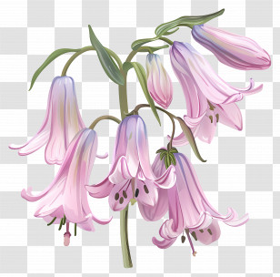 Pink Bluebells - Pink Bell-Shaped Blossoming Flowers Transparent PNG
