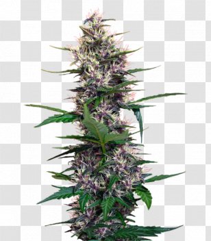 Cannabis Hemp Seed Cultivar Perception - Snoop Dogg Transparent PNG