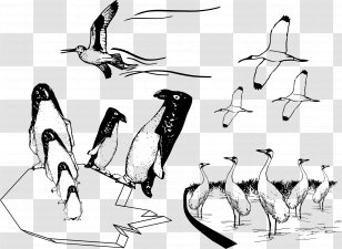 Bird Penguin Common Ostrich Drawing Image - Black And White - Many Birds Flying Together Transparent PNG
