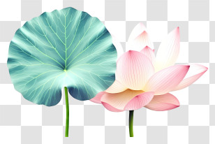 Water Lily - Lotus Flower With Green Leaf Illustration Transparent PNG