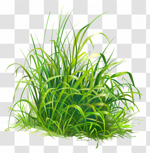 Grass Greenery - Green Grass Illustration For Nature Scene Transparent PNG