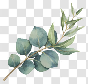Eucalyptus Tree - Eucalyptus Branch Illustration Transparent PNG