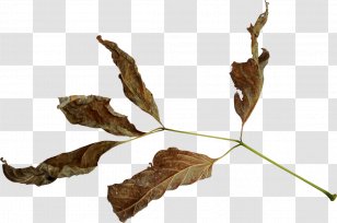 Dry Fruit - Leaf - Plant Transparent PNG