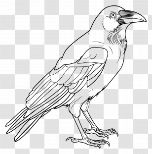 Crow - Raven Line Drawing Illustration Transparent PNG