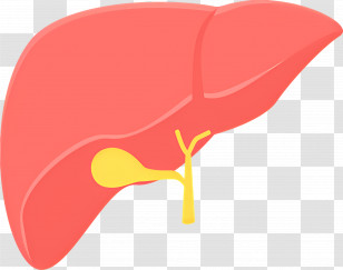 Liver - Simple Liver Anatomy Illustration Transparent PNG
