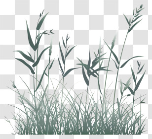 Grass - Bamboo-like Grass Plant Silhouette Transparent PNG