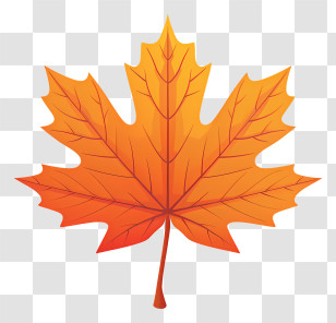 Maple Leaf - Orange Maple Leaf Illustration For Autumn Transparent PNG