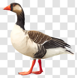 Duck - Goose Illustration Transparent PNG