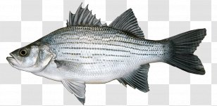 Fishing Barramundi White Bass - Tilapia - Freshwater Rock Transparent PNG