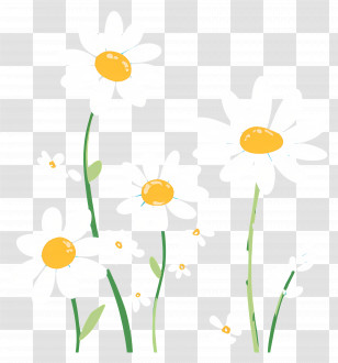 Flower Background - White Daisies With Yellow Centers Illustration Transparent PNG