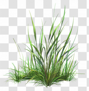 Lawn Grass - Lush Green Grass Clump Illustration Transparent PNG