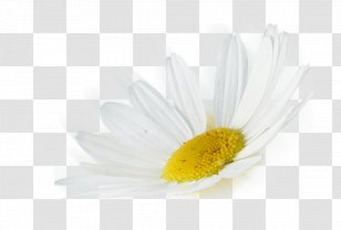 Common Daisy Oxeye Desktop Wallpaper Petal Close-up - Closeup - Computer Transparent PNG