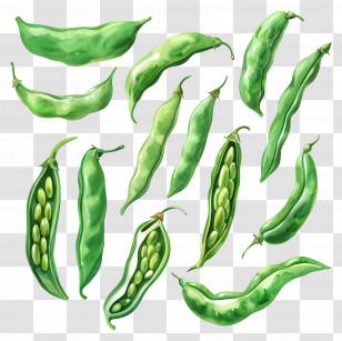 Green Beans - Green Pea Pods Illustration Transparent PNG