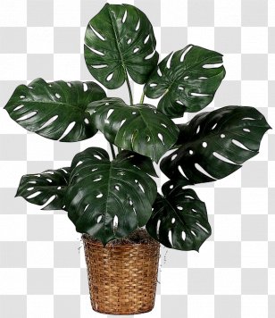 Houseplant Fiddle-leaf Fig Swiss Cheese Plant - Tree - Leaf Transparent PNG
