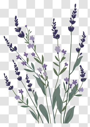 Lavender - Elegant Illustrated Lavender Plant Design Transparent PNG