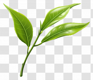 Tea Leaves - Green Tea Leaves Illustration Transparent PNG