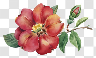Watercolor Painting - Red Flower With Green Leaves Illustration Transparent PNG