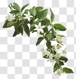 White Star Jasmine - Flowering Jasmine Branch With White Blooms Transparent PNG