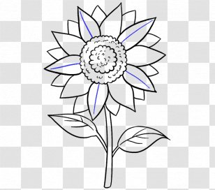 Drawing Common Sunflower Sketch Plant Stem Draw Transparent Png