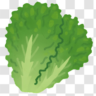 Vegetable - Fresh Green Lettuce Leaves For Healthy Eating Transparent PNG