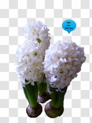 Cut Flowers Hyacinth Bulb Plant - Jacinth Transparent PNG