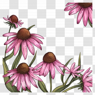 Black Background - Pink Coneflowers Botanical Art Transparent PNG
