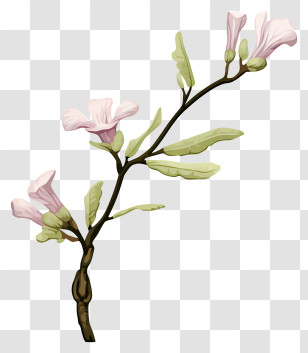 Pink Flowers - Delicate Light Pink Flower Stem Illustration Transparent PNG