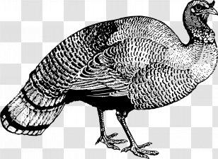 Turkey Fowl Clip Art - Cranberries Transparent PNG