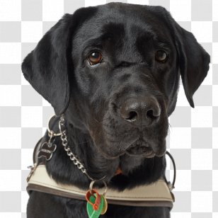 Labrador Retriever Dog Breed Guide Collar Black - Street Breeze Transparent PNG