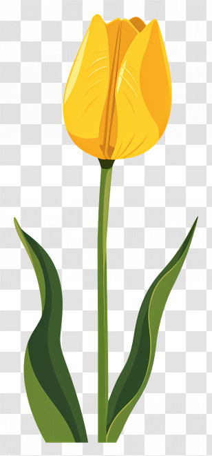 Yellow Tulip - Yellow Tulip Digital Illustration Transparent PNG